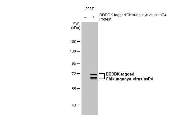 Non-transfected (-) and transfected (+) 293T whole cell extracts (30 ug) were separated by 7.5% SDS-PAGE, and the membrane was blotted with Chikungunya Virus nsp4 antibody [HL2580] (NBP3-48702) diluted at 1:1000. The HRP-conjugated anti-rabbit IgG antibody was used to detect the primary antibody. 