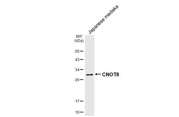 Whole Japanese medaka extract (30 ug) was separated by 12% SDS-PAGE, and the membrane was blotted with CNOT8 antibody [HL2586] (NBP3-48703) diluted at 1:1000. The HRP-conjugated anti-rabbit IgG antibody was used to detect the primary antibody. 