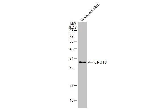 Whole cell extract (30 ug) was separated by 12% SDS-PAGE, and the membrane was blotted with CNOT8 antibody [HL2586] (NBP3-48703) diluted at 1:1000. The HRP-conjugated anti-rabbit IgG antibody was used to detect the primary antibody. 