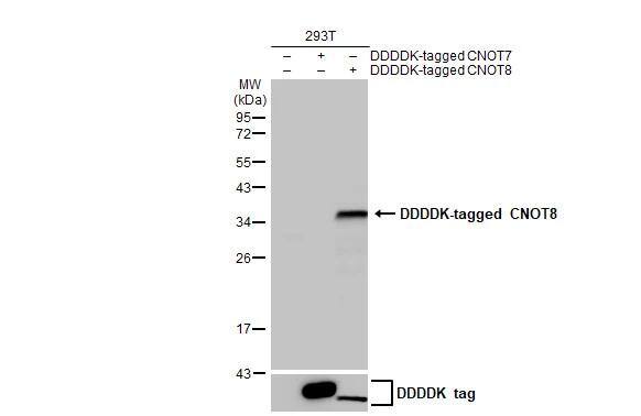 Non-transfected (-) and transfected (+) 293T whole cell extracts were separated by 12% SDS-PAGE, and the membrane was blotted with CNOT8 antibody [HL2586] (NBP3-48703) diluted at 1:5000. The HRP-conjugated anti-rabbit IgG antibody was used to detect the primary antibody. 
