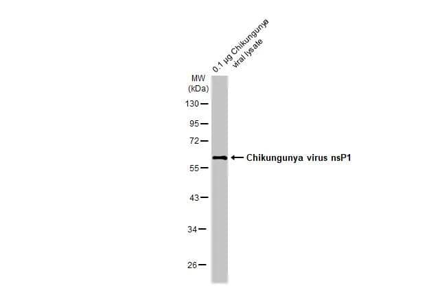 Western Blot Chikungunya Virus nsp1 Antibody (HL2605)