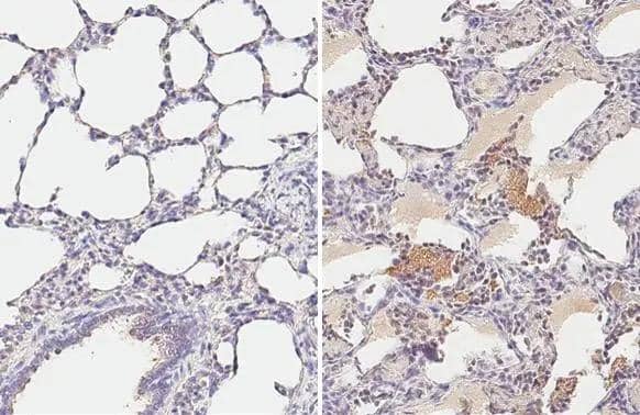 Immunohistochemistry-Paraffin PRRSV M Protein Antibody (HL2619)