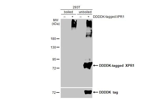 Non-transfected (-) and transfected (+) boiled and unboiled 293T whole cell extracts (30 ug) were separated by 7.5% SDS-PAGE, and the membrane was blotted with XPR1 antibody [HL2631] (NBP3-48708) diluted at 1:1000. The HRP-conjugated anti-rabbit IgG antibody was used to detect the primary antibody. 