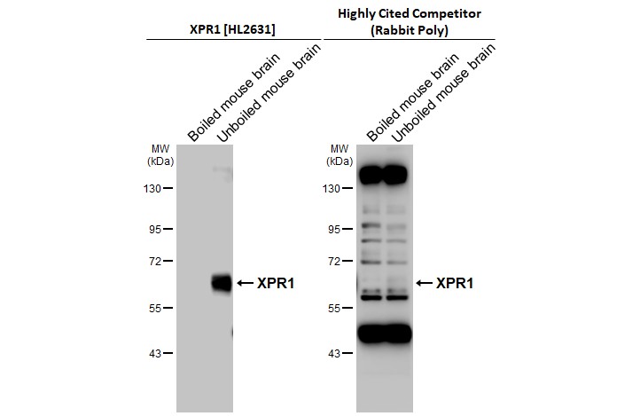 <b>Independent Antibodies Validation. </b>Boiled and unboiled mouse tissue extract (50 ug) were separated by 7.5% SDS-PAGE, and the membranes were blotted with XPR1 antibody [HL2631] (NBP3-48708) diluted at 1:1000 and competitor's antibody (Highly Cited Antibody) diluted at 1:1000. The HRP-conjugated anti-rabbit IgG antibody was used to detect the primary antibody.*The competitor is not affiliated withand does not endorse this product. 