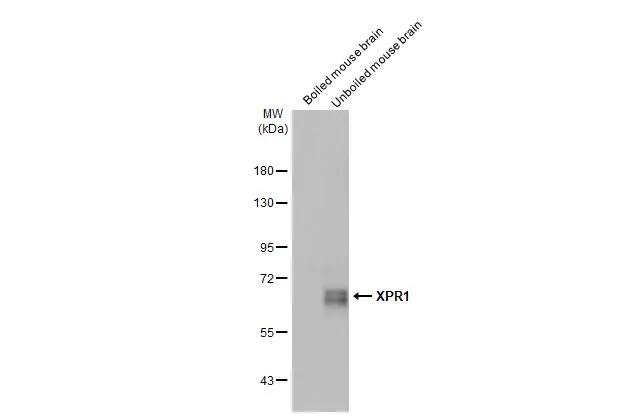<b>Orthogonal Strategies Validation. </b>Boiled and unboiled mouse tissue extract (50 �g) were separated by 7.5% SDS-PAGE, and the membrane was blotted with XPR1 antibody [HL2632] (NBP3-48709) diluted at 1:1000. The HRP-conjugated anti-rabbit IgG antibody was used to detect the primary antibody, and the signal was developed with Trident ECL plus-Enhanced. 