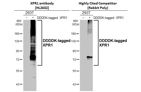 <b>Independent Antibodies Validation. </b>Non-transfected (�) and transfected (+) 293T whole cell extracts (30 �g) were separated by 7.5% SDS-PAGE, and the membranes were blotted with XPR1 antibody [HL2632] (NBP3-48709) diluted at 1:1000 and competitor's antibody (Highly Cited Antibody) diluted at 1:1000. The HRP-conjugated anti-rabbit IgG antibody was used to detect the primary antibody.*The competitor is not affiliated withand does not endorse this product. 