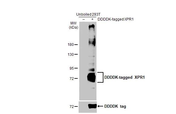 Western Blot XPR1 Antibody (HL2632)