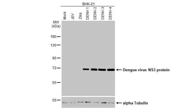 Non-infected and infected BHK-21 whole cell extracts (5 ug) were separated by 7.5% SDS-PAGE, and the membrane was blotted with Dengue Virus NS3 antibody [HL2634] (NBP3-48710) diluted at 1:1000. The HRP-conjugated anti-rabbit IgG antibody was used to detect the primary antibody. 