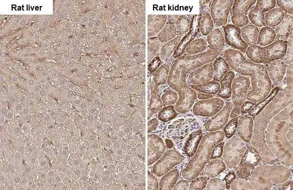 GPX8 antibody [HL2635] detects GPX8 protein by immunohistochemical analysis.Sample: Paraffin-embedded rat tissues.GPX8 stained by GPX8 antibody [HL2635] (NBP3-48711) diluted at 1:100.Antigen Retrieval: Citrate buffer, pH 6.0, 15 min 