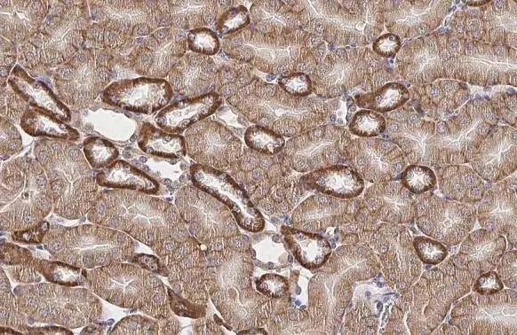 GPX8 antibody [HL2635] detects GPX8 protein at cell membrane by immunohistochemical analysis.Sample: Paraffin-embedded mouse kidney.GPX8 stained by GPX8 antibody [HL2635] (NBP3-48711) diluted at 1:100.Antigen Retrieval: Citrate buffer, pH 6.0, 15 min 