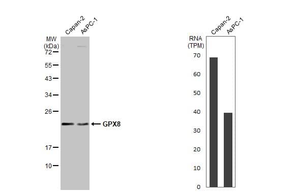 Various whole cell extracts (30 ug) were separated by 12% SDS-PAGE, and the membrane was blotted with GPX8 antibody [HL2635] (NBP3-48711) diluted at 1:1000. The HRP-conjugated anti-rabbit IgG antibody was used to detect the primary antibody. Corresponding RNA expression data for the same cell lines are based on Human Protein Atlas program. 