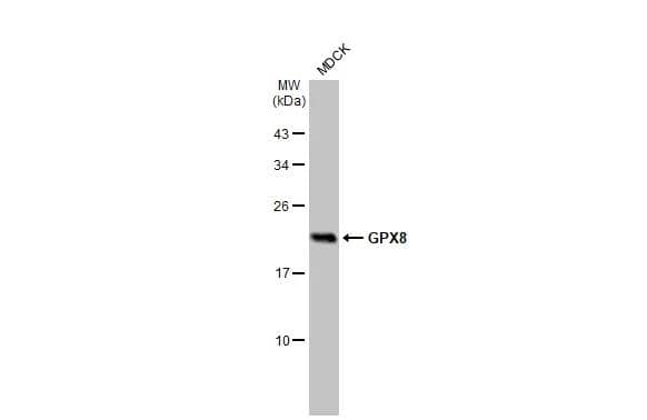 <b>Orthogonal Strategies Validation. </b>Whole cell extract (30 ug) was separated by 12% SDS-PAGE, and the membrane was blotted with GPX8 antibody [HL2635] (NBP3-48711) diluted at 1:1000. The HRP-conjugated anti-rabbit IgG antibody was used to detect the primary antibody. 