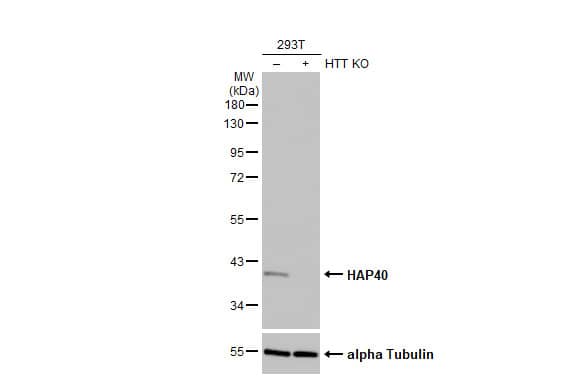 Wild-type (WT) and HTT knockout (KO) 293T cell extracts (30 ug) were separated by 10% SDS-PAGE, and the membrane was blotted with HAP40 antibody [HL2641] (NBP3-48713) diluted at 1:1000. The HRP-conjugated anti-rabbit IgG antibody was used to detect the primary antibody. 