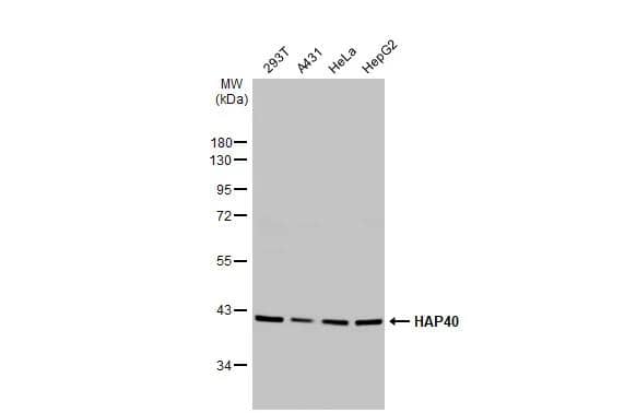 <b>Genetic Strategies Validation. </b>Various whole cell extracts (30 ug) were separated by 10% SDS-PAGE, and the membrane was blotted with HAP40 antibody [HL2641] (NBP3-48713) diluted at 1:1000. The HRP-conjugated anti-rabbit IgG antibody was used to detect the primary antibody. 