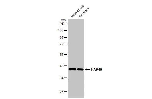 Various tissue extracts (50 ug) were separated by 10% SDS-PAGE, and the membrane was blotted with HAP40 antibody [HL2641] (NBP3-48713) diluted at 1:1000. The HRP-conjugated anti-rabbit IgG antibody was used to detect the primary antibody. 