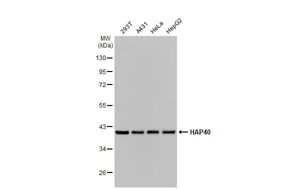 Various whole cell extracts (30 ug) were separated by 10% SDS-PAGE, and the membrane was blotted with HAP40 antibody [HL2642] (NBP3-48714) diluted at 1:1000. The HRP-conjugated anti-rabbit IgG antibody was used to detect the primary antibody. 