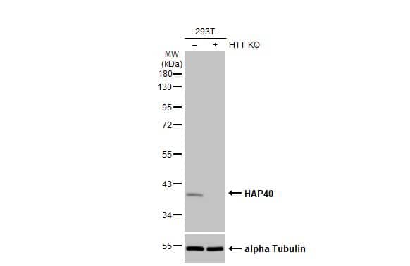 <b>Orthogonal Strategies Validation. </b>Wild-type (WT) and HTT knockout (KO) 293T cell extracts (30 ug) were separated by 10% SDS-PAGE, and the membrane was blotted with HAP40 antibody [HL2642] (NBP3-48714) diluted at 1:1000. The HRP-conjugated anti-rabbit IgG antibody was used to detect the primary antibody. 