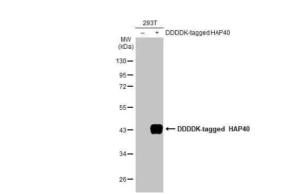 Non-transfected (-) and transfected (+) 293T whole cell extracts (30 ug) were separated by 10% SDS-PAGE, and the membrane was blotted with HAP40 antibody [HL2642] (NBP3-48714) diluted at 1:5000. The HRP-conjugated anti-rabbit IgG antibody was used to detect the primary antibody. 