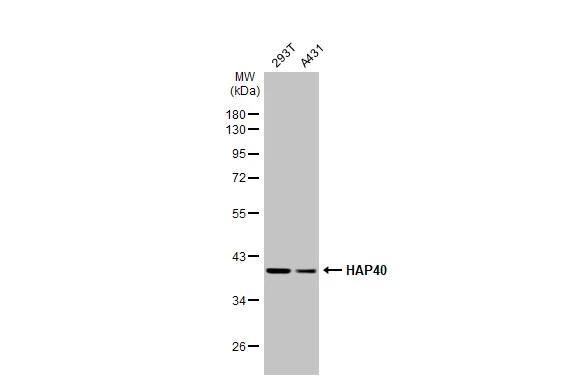 Various whole cell extracts (30 ug) were separated by 10% SDS-PAGE, and the membrane was blotted with HAP40 antibody [HL2642] (NBP3-48714) diluted at 1:1000. The HRP-conjugated anti-rabbit IgG antibody was used to detect the primary antibody. 