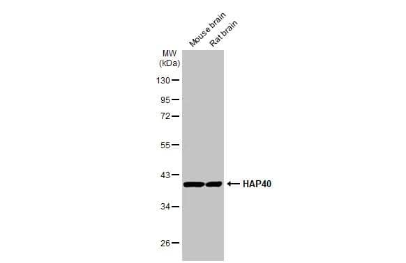 Various tissue extracts (50 ug) were separated by 10% SDS-PAGE, and the membrane was blotted with HAP40 antibody [HL2642] (NBP3-48714) diluted at 1:1000. The HRP-conjugated anti-rabbit IgG antibody was used to detect the primary antibody. 