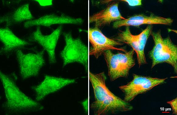 PSAT1 antibody [HL2663] detects PSAT1 protein at cytoplasm and nucleus by immunofluorescent analysis.Sample: HeLa cells were fixed in ice-cold MeOH for 5 min.Green: PSAT1 stained by PSAT1 antibody [HL2663] (NBP3-48716) diluted at 1:500.Red: alpha Tubulin, a cytoskeleton marker, stained by alpha Tubulin antibody [GT114] diluted at 1:1000.Blue: Fluoroshield with DAPI .Scale bar= 10um. 