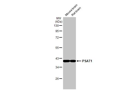 <b>Genetic Strategies Validation. </b>Various tissue extracts (50 ug) were separated by 10% SDS-PAGE, and the membrane was blotted with PSAT1 antibody [HL2663] (NBP3-48716) diluted at 1:1000. The HRP-conjugated anti-rabbit IgG antibody was used to detect the primary antibody. 