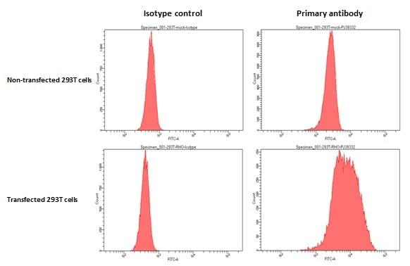 <b>Orthogonal Strategies Validation. </b>Rhodopsin antibody [HL2668] (NBP3-48717) detects Rhodopsin protein by flow cytometry analysis.Sample: Non-transfected and transfected 293T cells were fixed in 4% paraformaldehyde at 4�C for 15 min and washed with 0.1% saponin buffer. The cells were following stained with Rhodopsin antibody [HL2668] (NBP3-48717) diluted at 1:50 or a Rabbit monoclonal IgG isotype control at 4�C for 1 hour. 