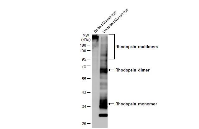 Boiled and unboiled various tissue extracts (50 �g) were separated by 10% SDS-PAGE, and the membrane was blotted with Rhodopsin antibody [HL2668] (NBP3-48717) diluted at 1:1000. The HRP-conjugated anti-rabbit IgG antibody was used to detect the primary antibody. 