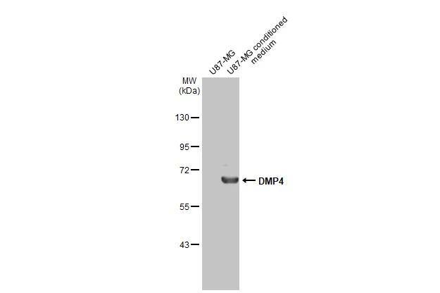 U87-MG whole cell extract and conditioned medium (30 ug) were separated by 7.5% SDS-PAGE, and the membrane was blotted with FAM20C antibody [HL2677] (NBP3-48718) diluted at 1:1000. The HRP-conjugated anti-rabbit IgG antibody was used to detect the primary antibody. 
