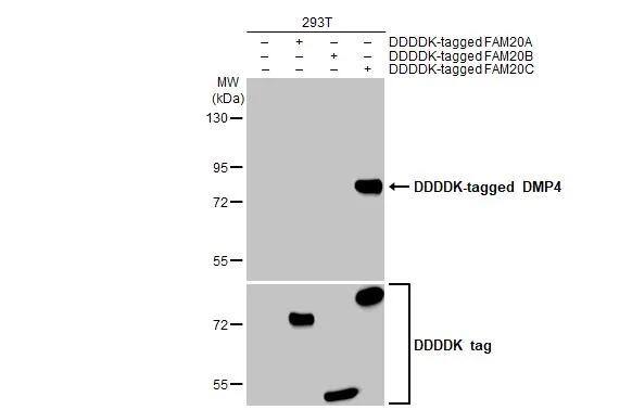 Non-transfected (-) and transfected (+) 293T whole cell extracts were separated by 7.5% SDS-PAGE, and the membrane was blotted with FAM20C antibody [HL2677] (NBP3-48718) diluted at 1:5000. The HRP-conjugated anti-rabbit IgG antibody was used to detect the primary antibody. 