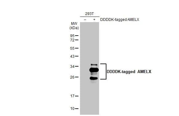 Non-transfected (-) and transfected (+) 293T whole cell extracts (30 ug) were separated by 12% SDS-PAGE, and the membrane was blotted with AMELX antibody [HL2683] (NBP3-48719) diluted at 1:1000. The HRP-conjugated anti-rabbit IgG antibody was used to detect the primary antibody. 