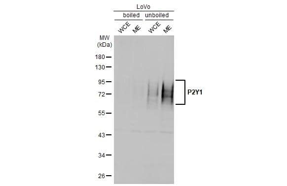 <b>Orthogonal Strategies Validation. </b>Boiled and unboiled LoVo whole cell and membrane extracts (30 ug) were separated by 10% SDS-PAGE, and the membrane was blotted with P2Y1/P2RY1 antibody [HL2702] (NBP3-48720) diluted at 1:500. The HRP-conjugated anti-rabbit IgG antibody was used to detect the primary antibody, and the signal was developed with Trident ECL plus-Enhanced. 