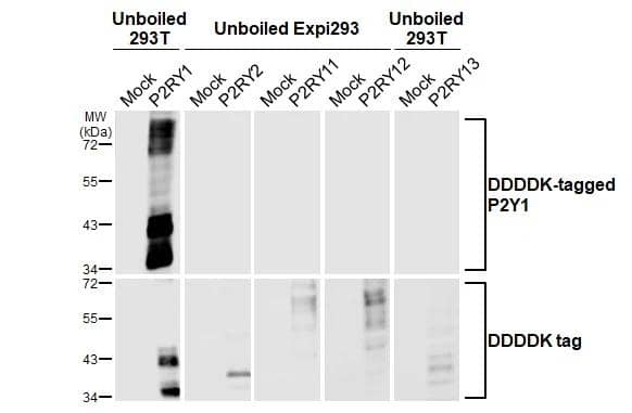 <b>Orthogonal Strategies Validation. </b>Unboiled Non-transfected (-) and transfected (+) 293T and Expi293 whole cell extracts (30 ug) were separated by 10% SDS-PAGE, and the membrane was blotted with P2Y1/P2RY1 antibody [HL2702] (NBP3-48720) diluted at 1:5000. The HRP-conjugated anti-rabbit IgG antibody was used to detect the primary antibody. 