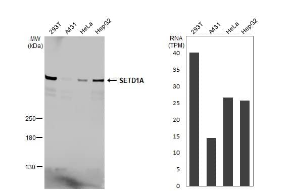 Various whole cell extracts (30 ug) were separated by 5% SDS-PAGE, and the membrane was blotted with SETD1A antibody [HL2705] (NBP3-48722) diluted at 1:1000. The HRP-conjugated anti-rabbit IgG antibody was used to detect the primary antibody, and the signal was developed with Trident ECL plus-Enhanced. Corresponding RNA expression data for the same cell lines are based on Human Protein Atlas program. 