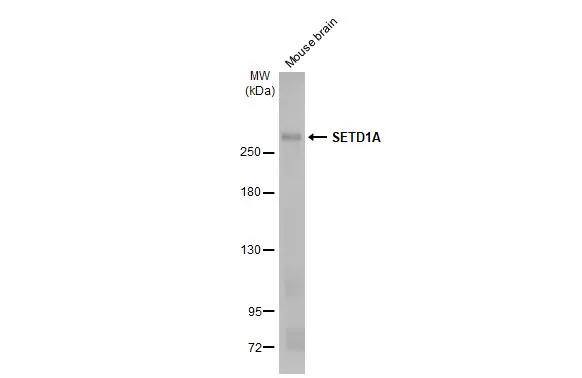 <b>Orthogonal Strategies Validation. </b>Mouse tissue extract (50 ug) was separated by 5% SDS-PAGE, and the membrane was blotted with SETD1A antibody [HL2705] (NBP3-48722) diluted at 1:1000. The HRP-conjugated anti-rabbit IgG antibody was used to detect the primary antibody, and the signal was developed with Trident femto Western HRP Substrate. 