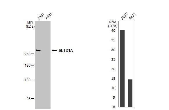 <b>Orthogonal Strategies Validation. </b>Various whole cell extracts (30 ug) were separated by 5% SDS-PAGE, and the membrane was blotted with SETD1A antibody (NBP3-48723) diluted at 1:1000. The HRP-conjugated anti-rabbit IgG antibody was used to detect the primary antibody, and the signal was developed with Trident ECL plus-Enhanced. Corresponding RNA expression data for the same cell lines are based on Human Protein Atlas program. 