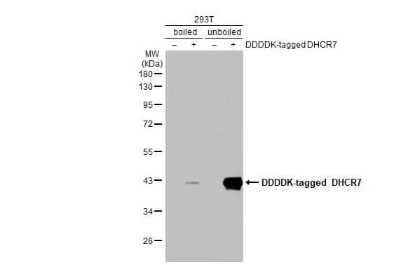 <b>Orthogonal Strategies Validation. </b>Non-transfected (-) and transfected (+) Boiled and unboiled 293T whole cell extracts (30 ug) were separated by 10% SDS-PAGE, and the membrane was blotted with DHCR7 antibody [HL2764] (NBP3-48728) diluted at 1:5000. The HRP-conjugated anti-rabbit IgG antibody was used to detect the primary antibody. 