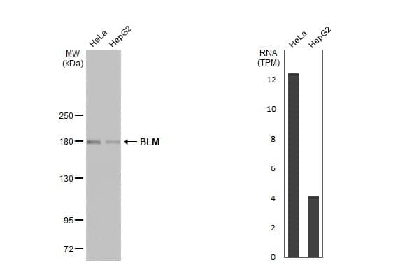 Various whole cell extracts (30 ug) were separated by 5% SDS-PAGE, and the membrane was blotted with Blooms Syndrome Protein Blm antibody [HL2771] (NBP3-48729) diluted at 1:1000. The HRP-conjugated anti-rabbit IgG antibody was used to detect the primary antibody. Corresponding RNA expression data for the same cell lines are based on Human Protein Atlas program. 