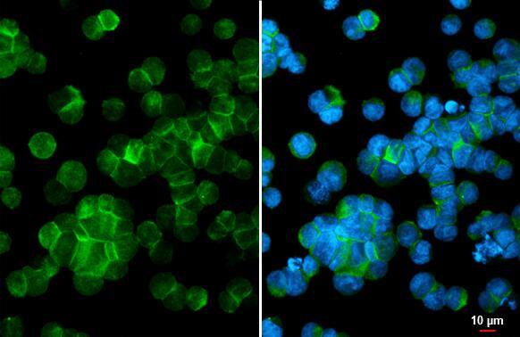 P2X5/P2RX5 antibody [HL2773] detects P2X5/P2RX5 protein by immunofluorescent analysis.Sample: Raji cells were fixed in 4% paraformaldehyde at RT for 15 min.Green: P2X5/P2RX5 stained by P2X5/P2RX5 antibody [HL2773] (NBP3-48730) diluted at 1:100.Blue: Fluoroshield with DAPI . 