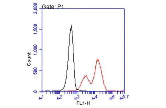HLA B7 antibody [BB7.1] (NBP3-48731) detects HLA B7 protein by flow cytometry analysis. Sample: non-fixed and non-permeabilized PBMC; gated on granulocytes.Black: Unlabelled sample was used as a control.Red: HLA B7 antibody [BB7.1] (NBP3-48731) dilution: 1:50.Acquisition of 20,000 events were collected using a Alexa Flour 488-conjugated secondary antibody for FACS analysis. 