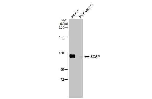 Western Blot SCAP Antibody (HL2796)