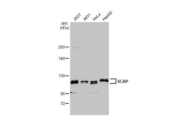 Western Blot SCAP Antibody (HL2796)