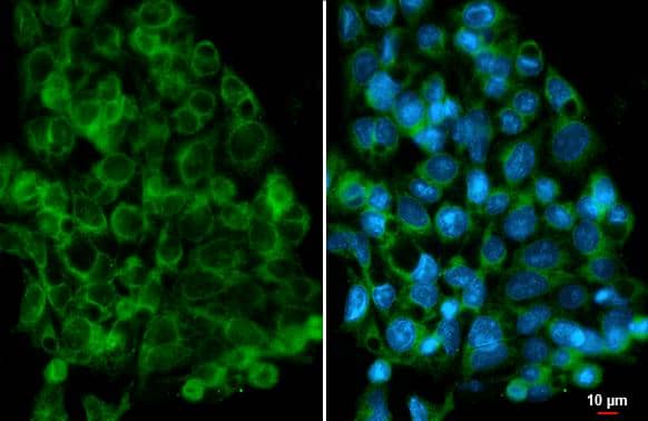 AMFR/gp78 antibody [HL2866] detects AMFR/gp78 protein by immunofluorescent analysis.Sample: HepG2 cells were fixed in ice-cold MeOH for 5 min.Green: AMFR/gp78 stained by AMFR/gp78 antibody [HL2866] (NBP3-48741) diluted at 1:500.Blue: Fluoroshield with DAPI . 
