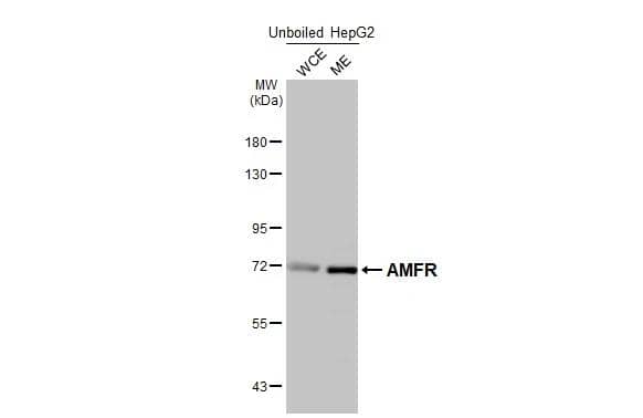 <b>Orthogonal Strategies Validation. </b>Unboiled HepG2 whole cell and membrane extracts (30 ug) were separated by 7.5% SDS-PAGE, and the membrane was blotted with AMFR/gp78 antibody [HL2866] (NBP3-48741) diluted at 1:1000. The HRP-conjugated anti-rabbit IgG antibody was used to detect the primary antibody. 