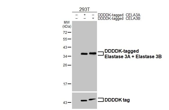 Non-transfected (�) and transfected (+) 293T whole cell extracts were separated by 12% SDS-PAGE, and the membrane was blotted with Elastase 3A + Elastase 3B antibody [HL2882] (NBP3-48742) diluted at 1:5000. The HRP-conjugated anti-rabbit IgG antibody was used to detect the primary antibody. 
