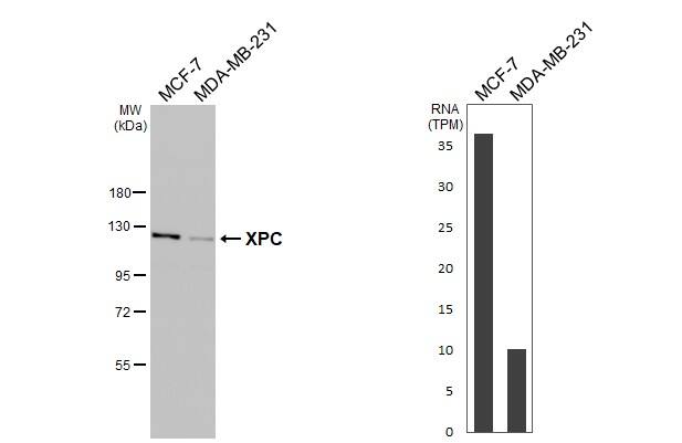 <b>Orthogonal Strategies Validation. </b>Various whole cell extracts (30 ug) were separated by 7.5% SDS-PAGE, and the membrane was blotted with XPC antibody [HL2892] (NBP3-48746) diluted at 1:1000. The HRP-conjugated anti-rabbit IgG antibody was used to detect the primary antibody. Corresponding RNA expression data for the same cell lines are based on Human Protein Atlas program. 