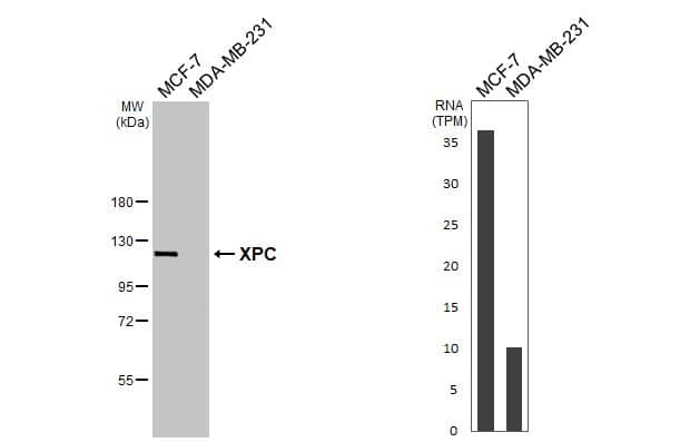 Various whole cell extracts (30 ug) were separated by 7.5% SDS-PAGE, and the membrane was blotted with XPC antibody [HL2894] (NBP3-48747) diluted at 1:1000. The HRP-conjugated anti-rabbit IgG antibody was used to detect the primary antibody. Corresponding RNA expression data for the same cell lines are based on Human Protein Atlas program. 