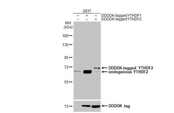 Non-transfected (-) and transfected (+) 293T whole cell extracts were separated by 7.5% SDS-PAGE, and the membrane was blotted with YTHDF2 antibody [HL2910] (NBP3-48749) diluted at 1:5000. The HRP-conjugated anti-rabbit IgG antibody was used to detect the primary antibody. 
