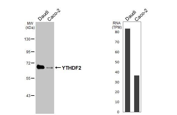 <b>Orthogonal Strategies Validation. </b>Various whole cell extracts (30 ug) were separated by 7.5% SDS-PAGE, and the membrane was blotted with YTHDF2 antibody [HL2910] (NBP3-48749) diluted at 1:1000. The HRP-conjugated anti-rabbit IgG antibody was used to detect the primary antibody. Corresponding RNA expression data for the same cell lines are based on Human Protein Atlas program. 