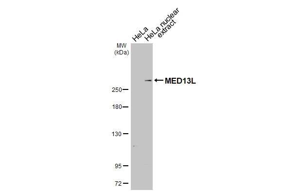 HeLa whole cell and nuclear extracts (30 ug) were separated by 5% SDS-PAGE, and the membrane was blotted with THRAP2 antibody [HL2911] (NBP3-48750) diluted at 1:1000. The HRP-conjugated anti-rabbit IgG antibody was used to detect the primary antibody, and the signal was developed with Trident ECL plus-Enhanced. 